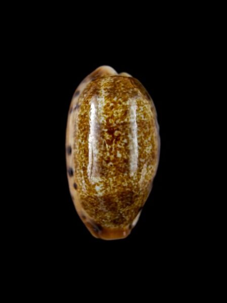 Cypraea caurica dracaena " dwarf " Gem 29,6 mm-0