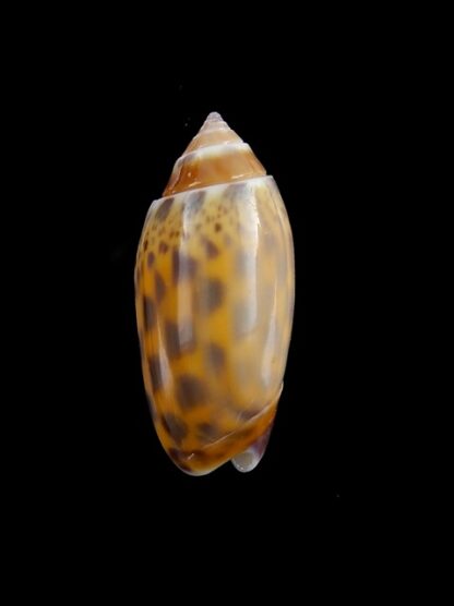 Oliva buelowi phuketensis ( annulatoliva ) - Gem 27,3 mm-0