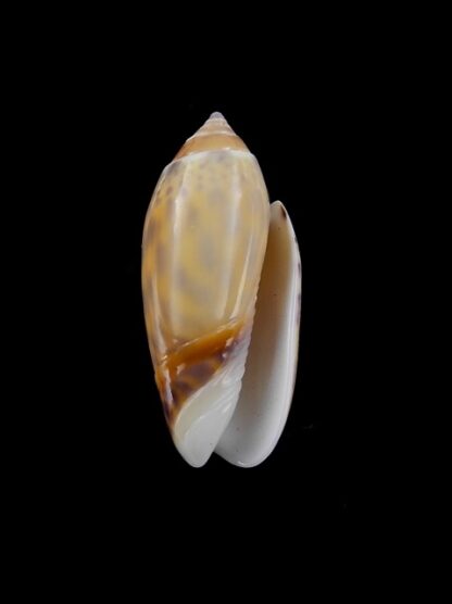 Oliva buelowi phuketensis ( annulatoliva ) - Gem 27,3 mm-6503