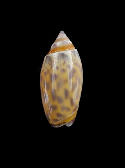 Oliva buelowi phuketensis ( annulatoliva ) - Gem 26,7 mm-0