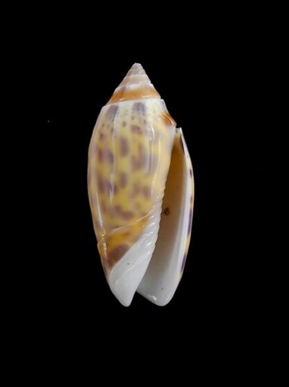 Oliva buelowi phuketensis ( annulatoliva ) - Gem 26,7 mm-6507