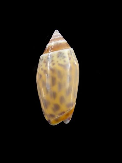 Oliva buelowi phuketensis ( annulatoliva ) - Gem 26,3 mm-0