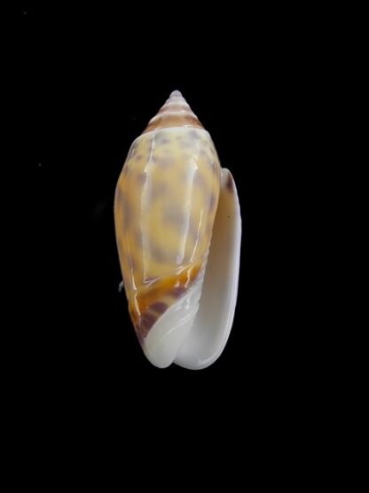 Oliva buelowi phuketensis ( annulatoliva ) - Gem 26,3 mm-6511