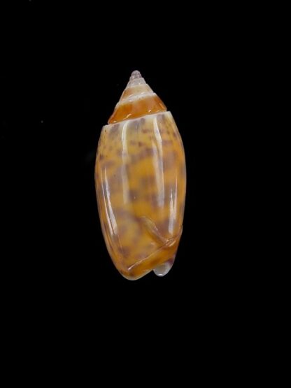 Oliva buelowi phuketensis ( annulatoliva ) - Gem 24,7 mm-0