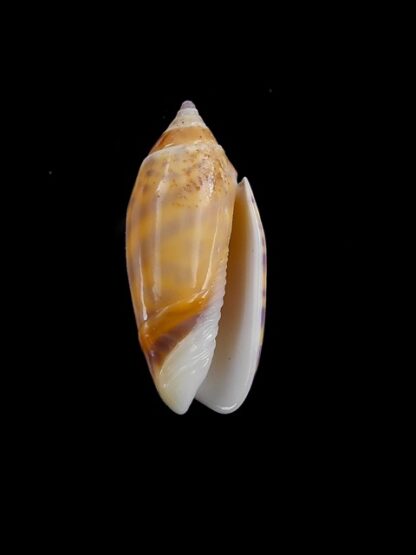 Oliva buelowi phuketensis ( annulatoliva ) - Gem 24,7 mm-6514