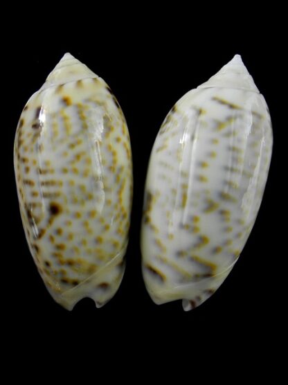 Oliva caerulea ( Miniaceoliva ) - Gem 46,6 and 46,9 mm-0