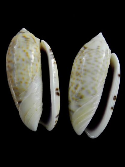 Oliva caerulea ( Miniaceoliva ) - Gem 46,6 and 46,9 mm-6533