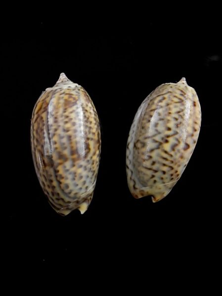 Oliva bulbosa ( Carmione) Gem 25,4 and 28,2 mm-0