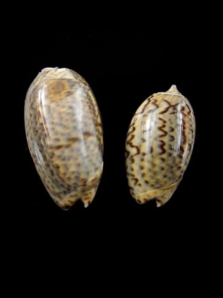 Oliva bulbosa ( Carmione) Gem 24 and 28,3 mm-0