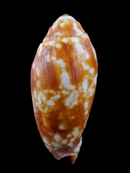 Volutoconus coniformis 74,8 mm Gem-0