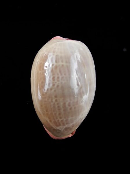 Cypraea reevei ( Austrocypraea ) Gem 34,8 mm-0