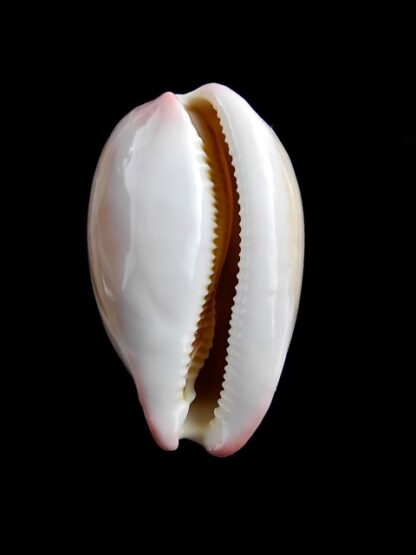 Cypraea reevei ( Austrocypraea ) Gem 34,8 mm-6638