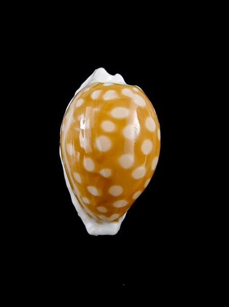 Cypraea fallax antonellae 27,8 mm Gem-0