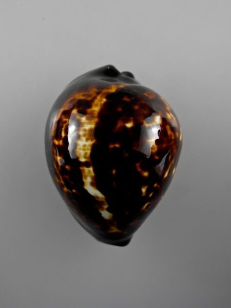 Zoila decipiens decipiens. 54,5 mm Gem-0