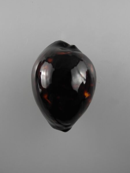 Zoila decipiens decipiens." DWARF" 46,6 mm Gem-0