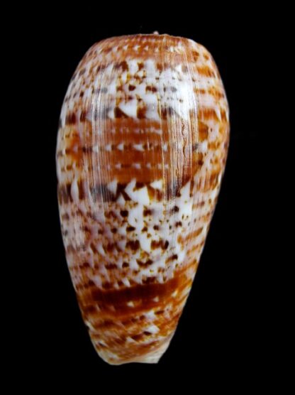 Conus bullatus " marquises" Gem 59,4 mm-6660