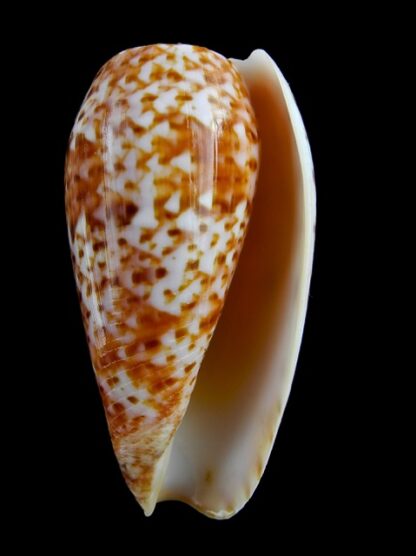 Conus bullatus " marquises" Gem 59,4 mm-6659
