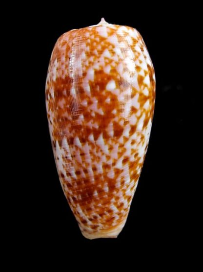 Conus bullatus " marquises" Gem 54,3 mm-6652