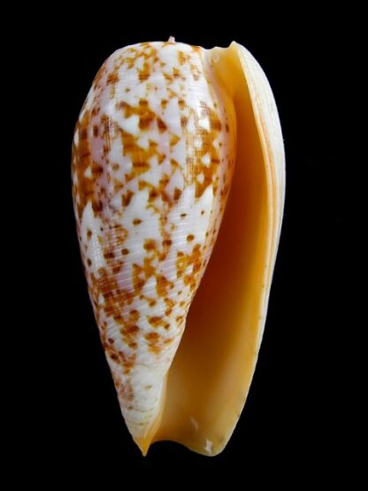 Conus bullatus " marquises" Gem 54,3 mm-6653