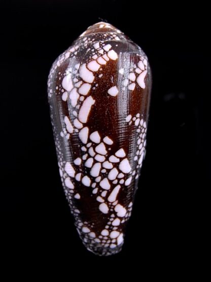 Conus magnificus Gem 56,5 mm-6668