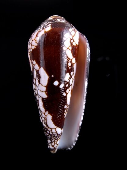 Conus magnificus Gem 56,5 mm-6667