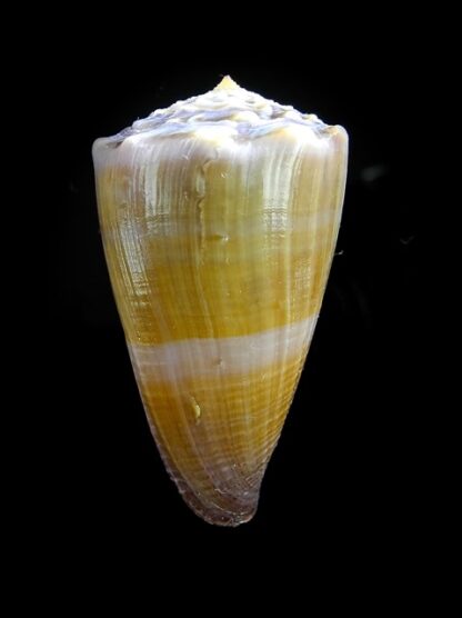 Conus conco Gem 44,3 mm-6680