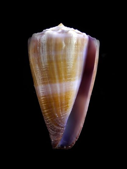 Conus conco Gem 44,3 mm-6682