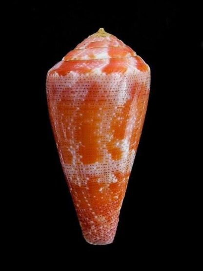 Conus pertusus elodieallaryae Gem 35,9 mm-6941