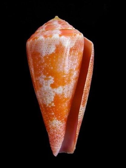 Conus pertusus elodieallaryae Gem 35,9 mm-6939