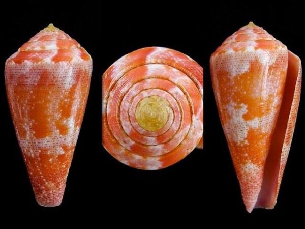 Conus pertusus elodieallaryae Gem 35,9 mm-0