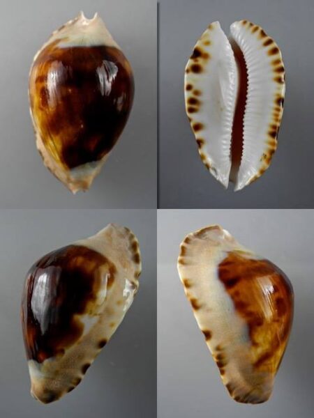 Zoila marginata " black" F+++ 66 mm-0