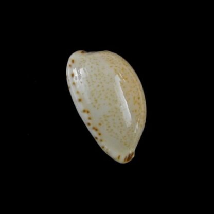 Notocypraea declivis 23,3 mm Gem.-7091