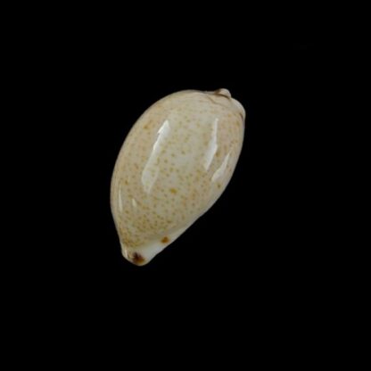 Notocypraea declivis 23,3 mm Gem.-7093