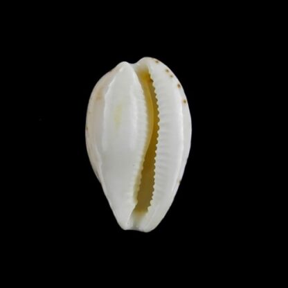 Notocypraea declivis 23,3 mm Gem.-7092