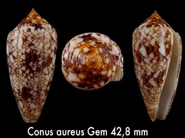 Conus aureus Gem 42,8 mm-0
