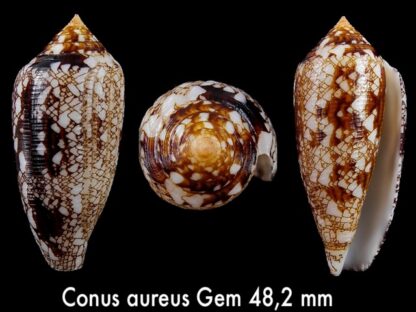 Conus aureus Gem 48,2 mm-0