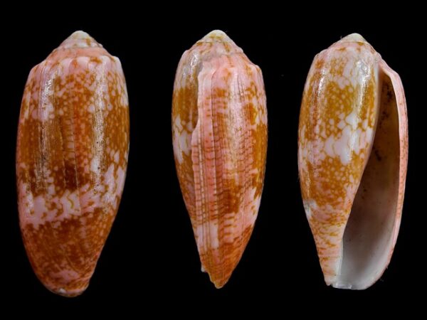 conus eldredi F+++ 49,5 mm-0