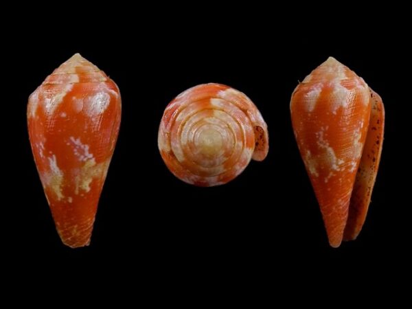 conus pertusus elodieallaryae F+++ 29,7 mm-0