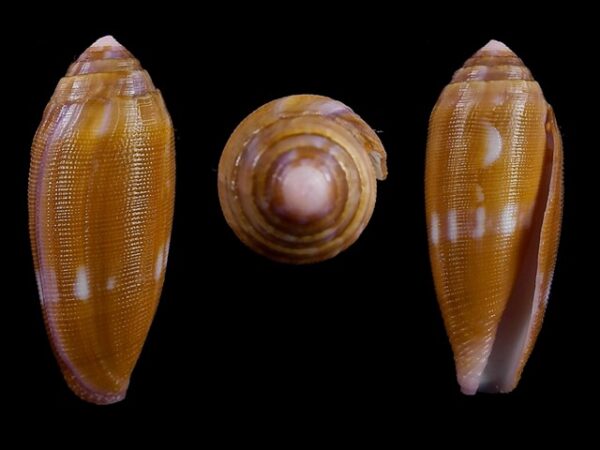 conus pomareae F+++ 33,5 mm-0
