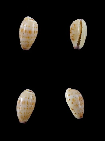 Cypraea hammondae dampierensis Gem 13,9 mm-0