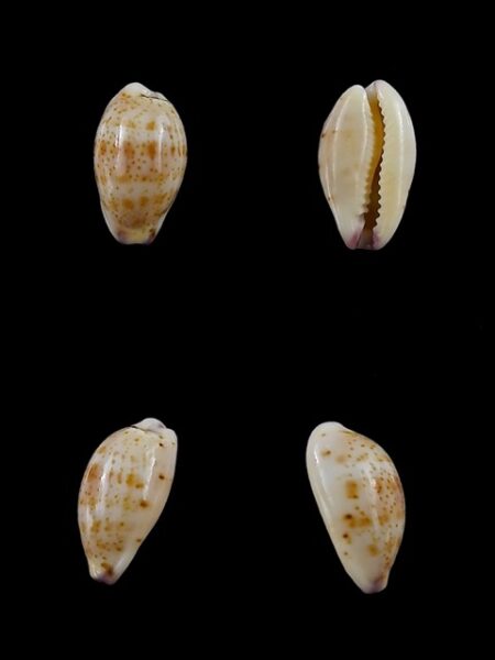 Cypraea hammondae dampierensis Gem 13,1 mm-0