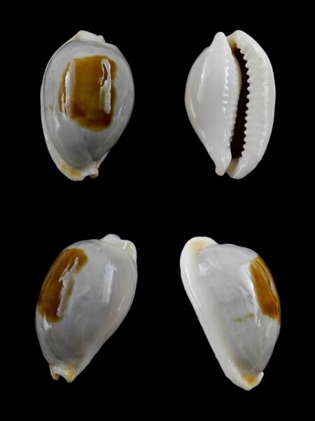 Cypraea brevidentata fluctuans Gem 22,1 mm-0