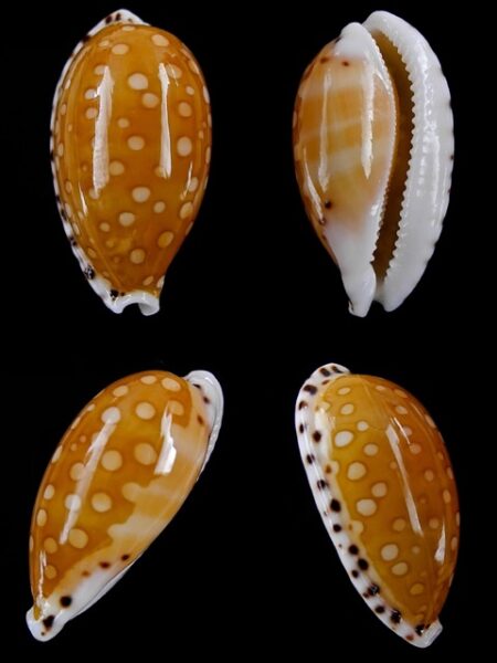 Cypraea cumingii. f. cleopatra " Geant " 25,7 mm Gem-0