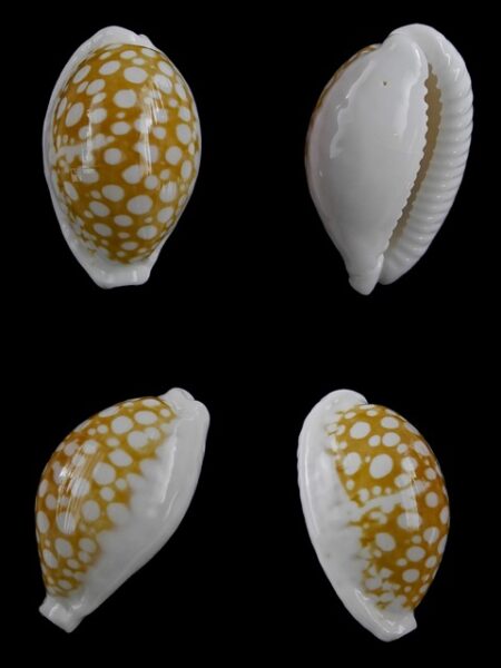 Cypraea cribraria gravida 26,4 mm-0