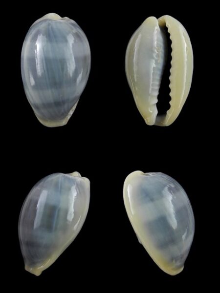 Erronea errones coxi f. azurea Gem 25,6 mm-0