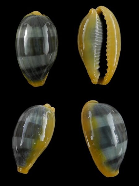 Cypraea errones coxi f. azurea Gem 30,6 mm-0
