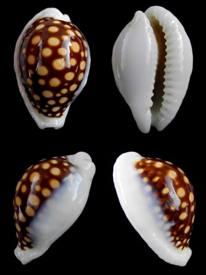 Cypraea exmouthensis magnifica. 33,9 mm F+++-0