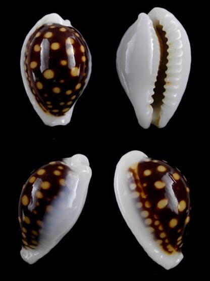 Cypraea exmouthensis magnifica. 30,5 mm Gem--0