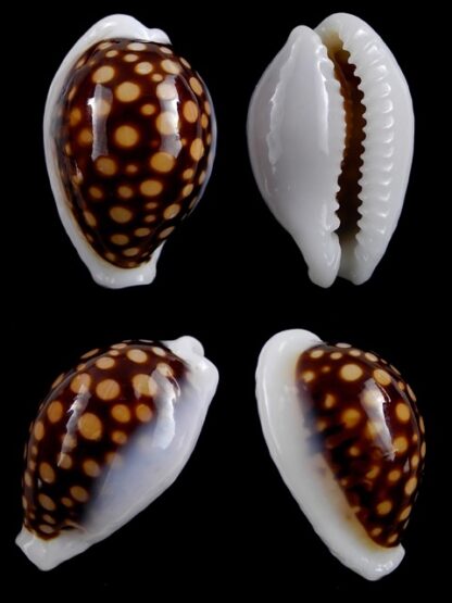 Cypraea exmouthensis magnifica. 30 mm Gem-0