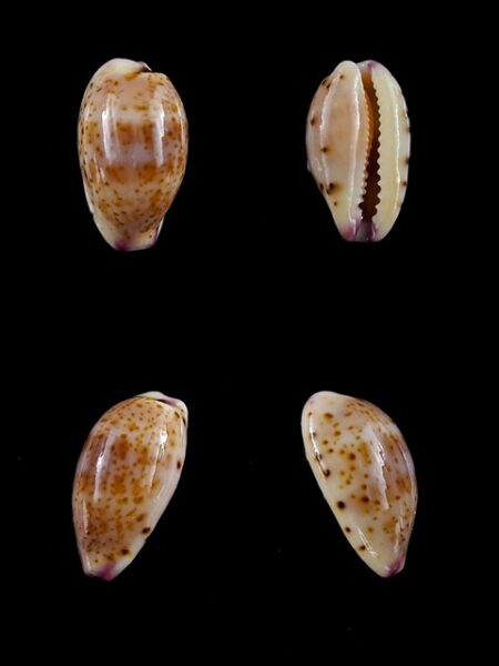 Cypraea hammondae dampierensis Gem 13,7 mm-0